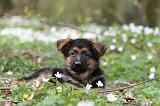 BERGER ALLEMAND 1071